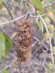 Mallotus apelta