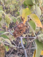 Mallotus apelta