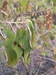 Mallotus apelta