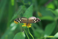 Anthanassa drusilla lelex