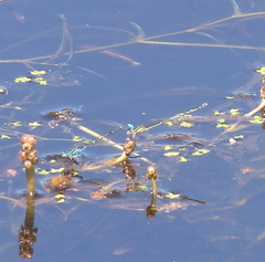 Austroagrion watsoni