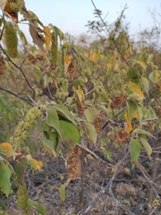 Mallotus apelta