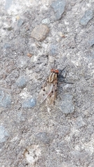 Anthomyia punctipennis