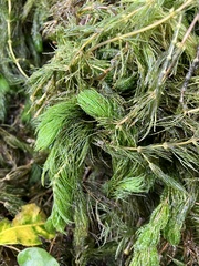 Ceratophyllum