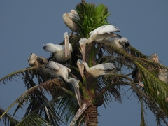 Pelecanus philippensis