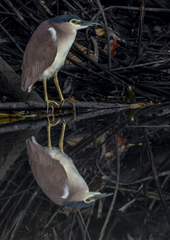 Nycticorax caledonicus