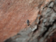 Argiope ocyaloides