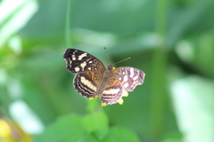 Anthanassa drusilla lelex