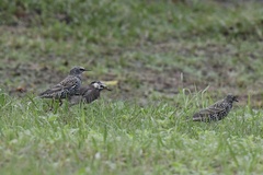 Spodiopsar cineraceus
