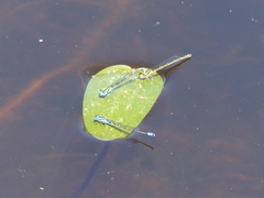 Austroagrion watsoni