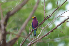 Eurystomus glaucurus