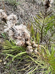 Liatris