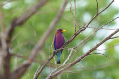 Eurystomus glaucurus