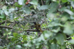 Saltator atriceps