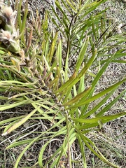 Liatris