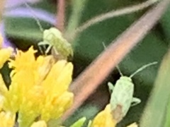 Taylorilygus apicalis