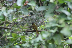 Saltator atriceps