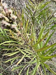 Liatris