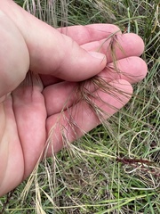 Aristida purpurea