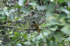 Saltator atriceps