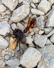 Sphictostethus nitidus