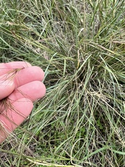Aristida purpurea