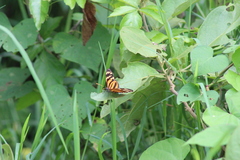 Eueides isabella eva