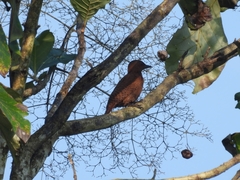 Micropternus brachyurus