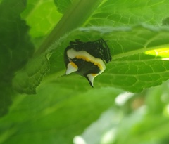 Poecilopachys australasia