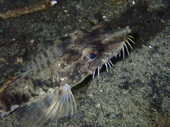 Podothecus accipenserinus