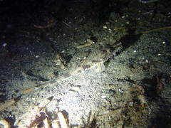 Podothecus accipenserinus