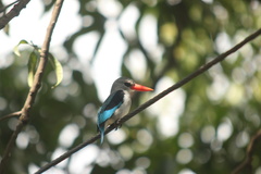 Halcyon senegaloides