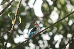 Halcyon senegaloides
