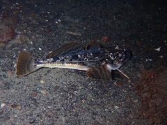 Leptocottus armatus