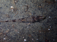 Podothecus accipenserinus