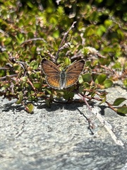 Lycaena