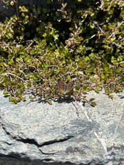 Lycaena