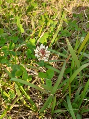 Trifolium repens