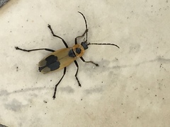 Chauliognathus distinguendus