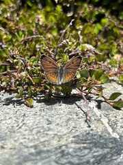 Lycaena