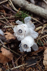 Monotropastrum humile