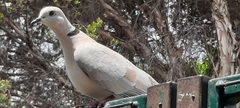 Streptopelia roseogrisea