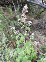 Agastache urticifolia