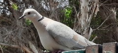 Streptopelia roseogrisea