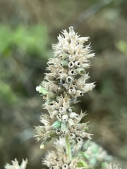 Agastache urticifolia
