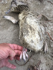 Eudyptula minor iredalei