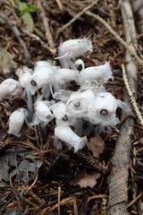 Monotropastrum humile