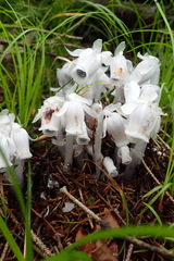 Monotropastrum humile