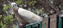 Streptopelia roseogrisea
