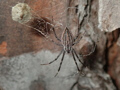 Argiope ocyaloides